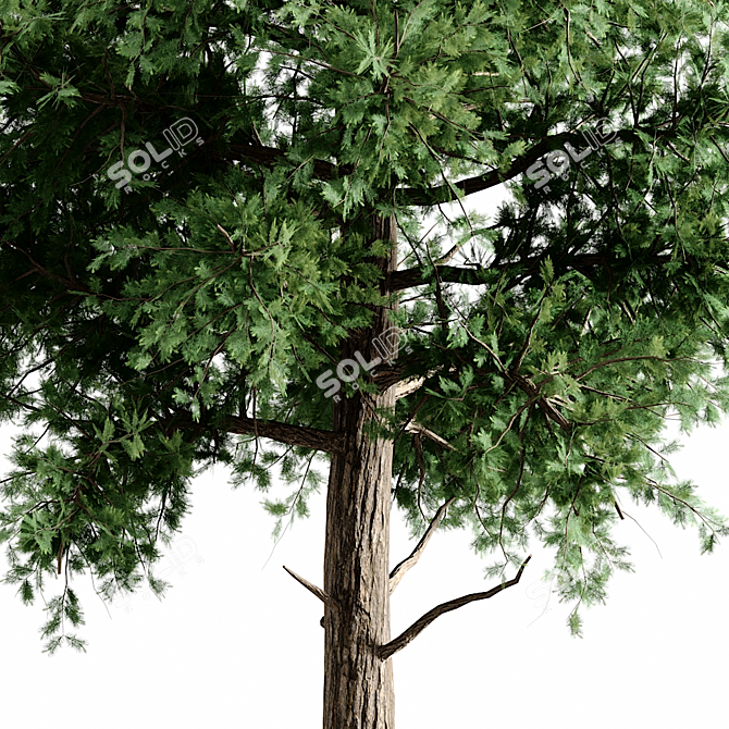 Versatile 3D Tree Pack: Multiple Heights & Textures 3D model image 3