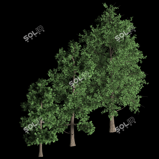 Versatile 3D Tree Pack: Multiple Heights & Textures 3D model image 4