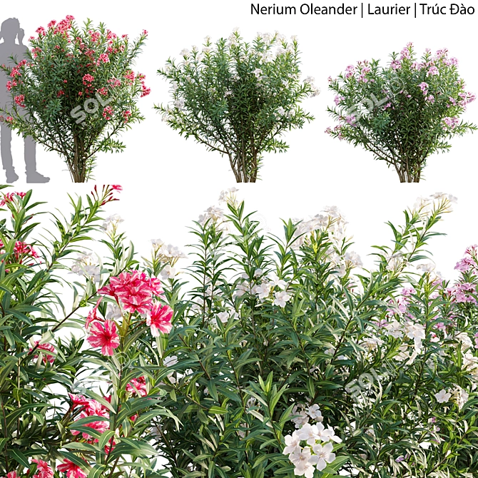 Versatile 3D Plant Bundle 3D model image 1