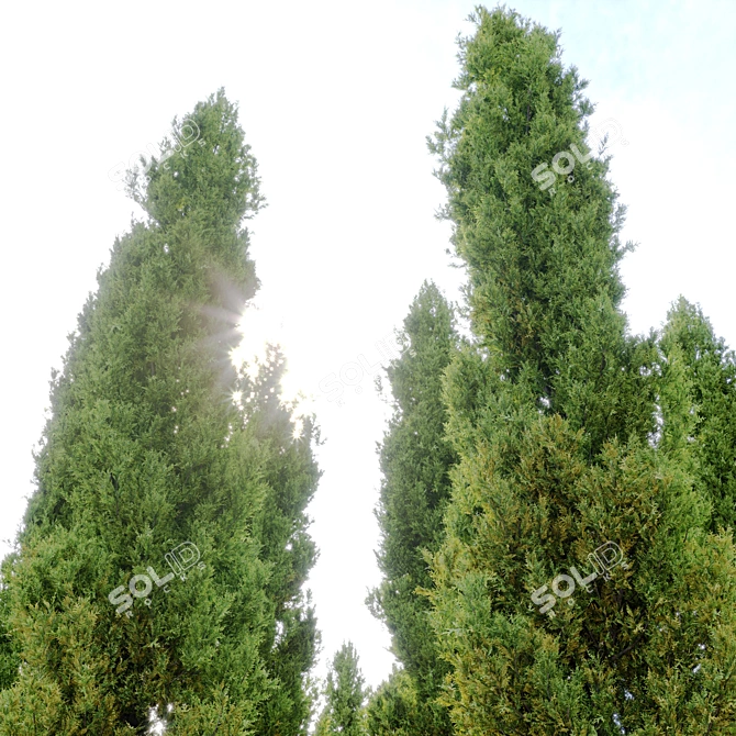 Mediterranean Cypress Tree: Vray Material, 15m Height 3D model image 3