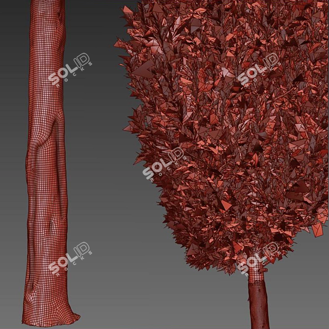 Mediterranean Cypress Tree: Vray Material, 15m Height 3D model image 4