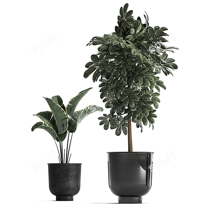 Tropical Plant Collection: Exotic, Indoor & Outdoor, in Vig Planter L Set 2pcs 3D model image 3