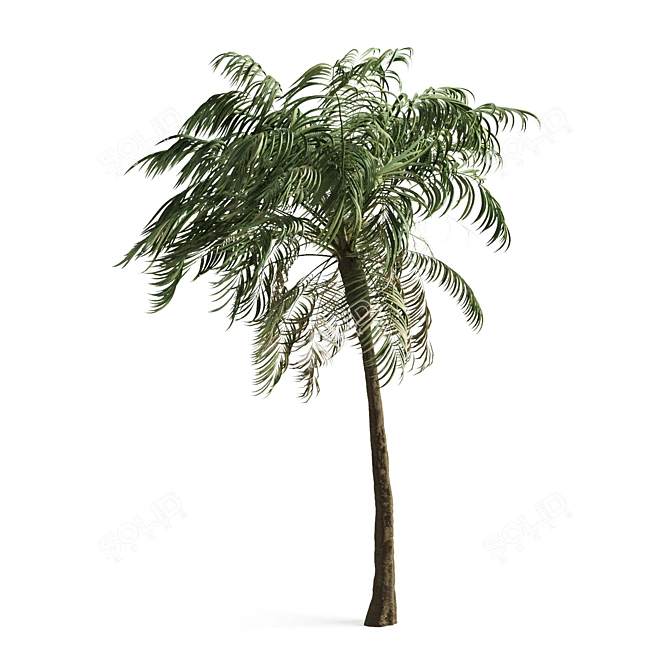 Exotic Palm Tree Decor 3D model image 2