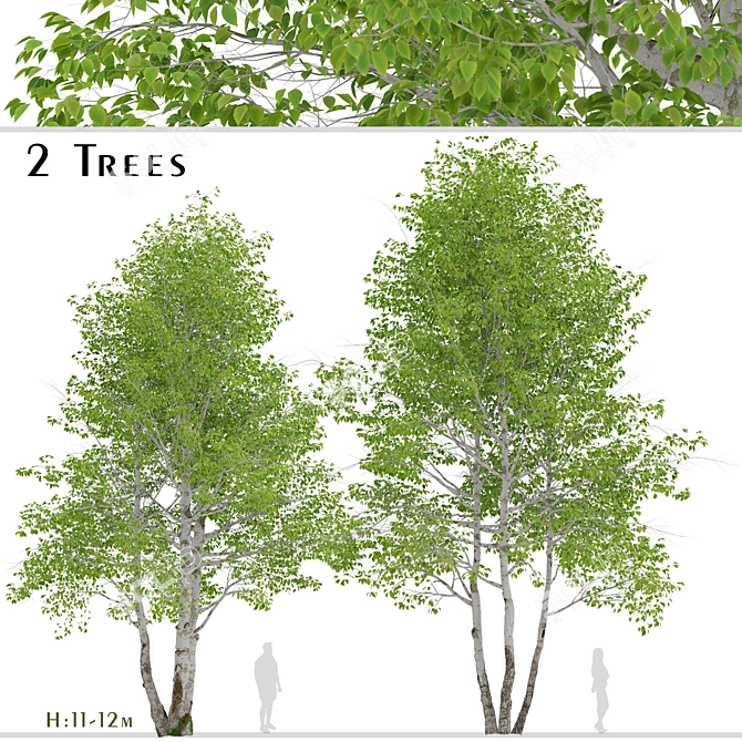 Himalayan Birch Tree Set (2 Trees) 3D model image 1