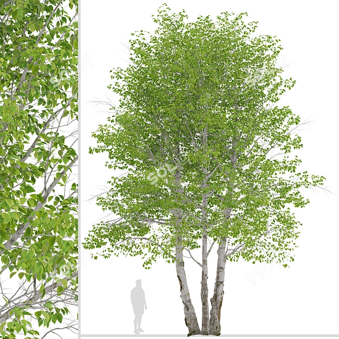 Himalayan Birch Tree Set (2 Trees) 3D model image 2