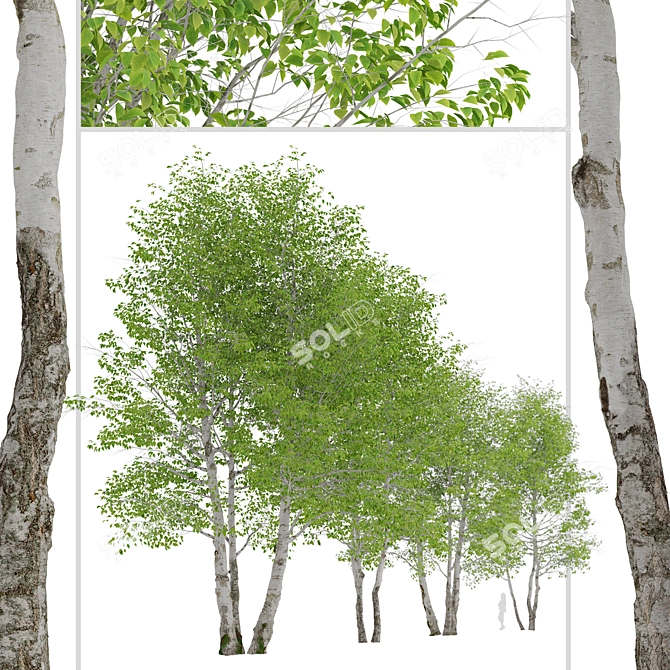 Himalayan Birch Tree Set (2 Trees) 3D model image 3