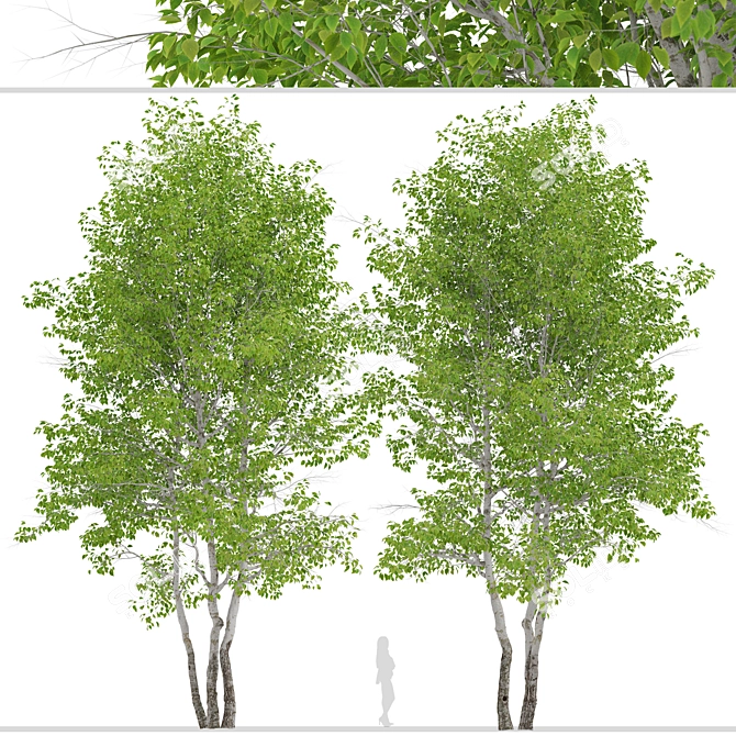 Himalayan Birch Tree Set (2 Trees) 3D model image 4