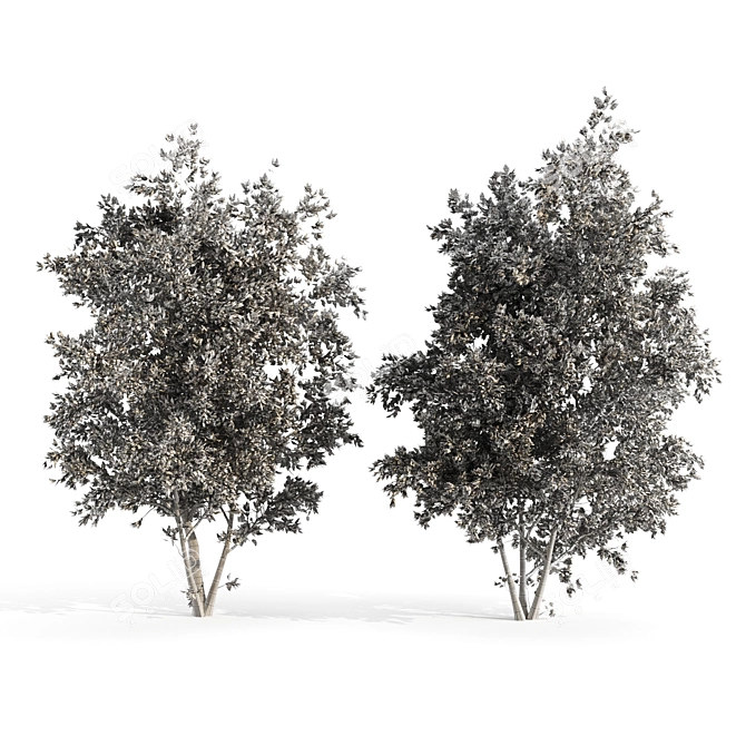 Amur Saplings: 2 For Thriving! 3D model image 5