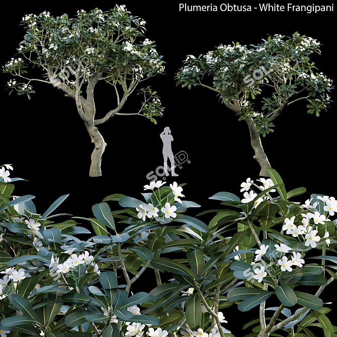 Elegant White Frangipani  Plumeria Obtusa 3D model image 1