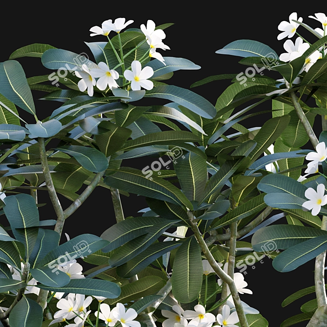 Elegant White Frangipani  Plumeria Obtusa 3D model image 2