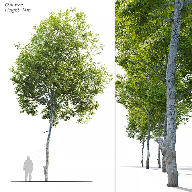 Majestic Oak Tree: Vray Material Library, 14m Height 3D model image 1