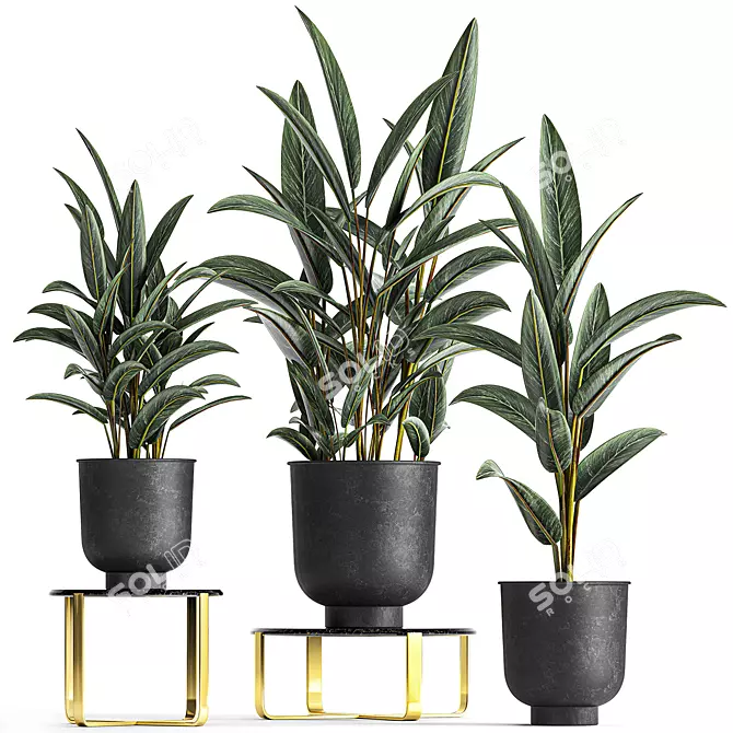 Exotic Plant Collection: Strelitzia & Alpinia Zero 3D model image 1
