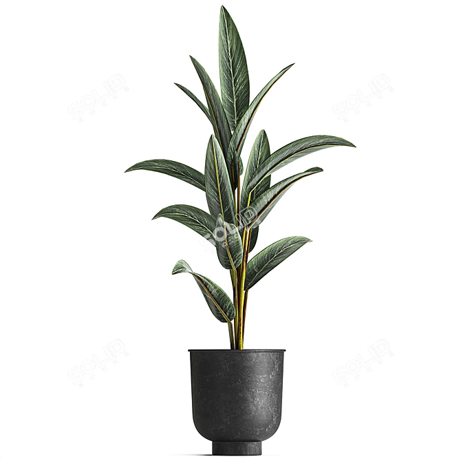 Exotic Plant Collection: Strelitzia & Alpinia Zero 3D model image 2
