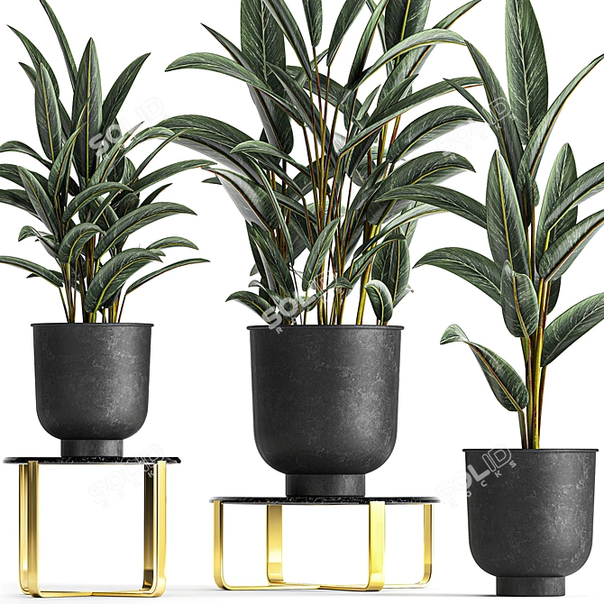 Exotic Plant Collection: Strelitzia & Alpinia Zero 3D model image 3