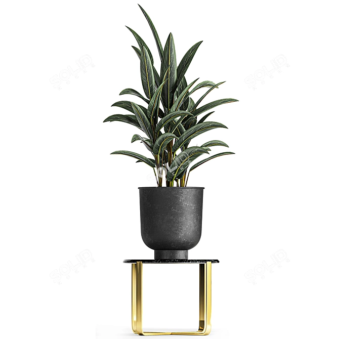 Exotic Plant Collection: Strelitzia & Alpinia Zero 3D model image 4