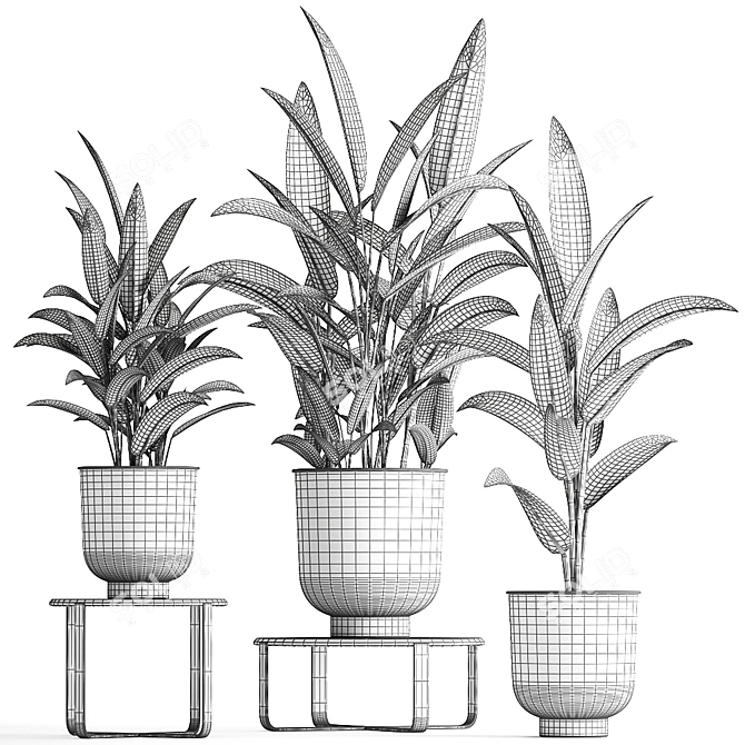 Exotic Plant Collection: Strelitzia & Alpinia Zero 3D model image 5