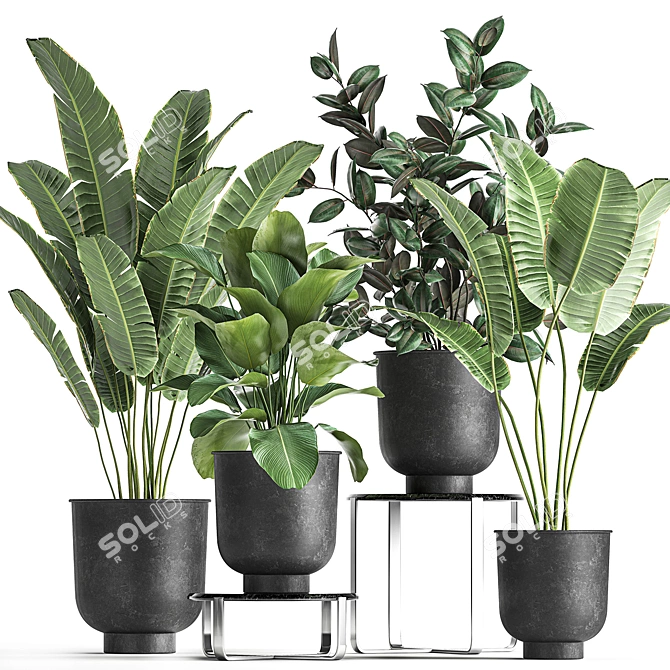 Tropical Plant Collection in Stylish Black Pots 3D model image 1