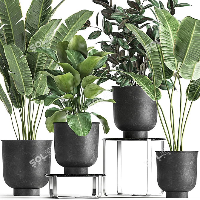 Tropical Plant Collection in Stylish Black Pots 3D model image 4