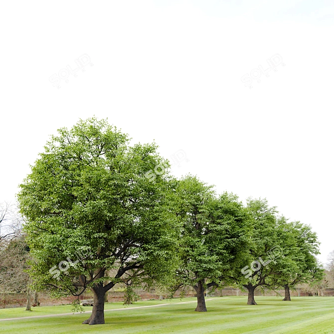 Majestic Oak Tree for Vray 3D model image 2