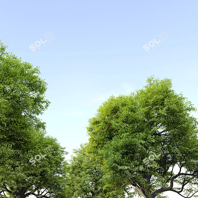 Majestic Oak Tree for Vray 3D model image 3
