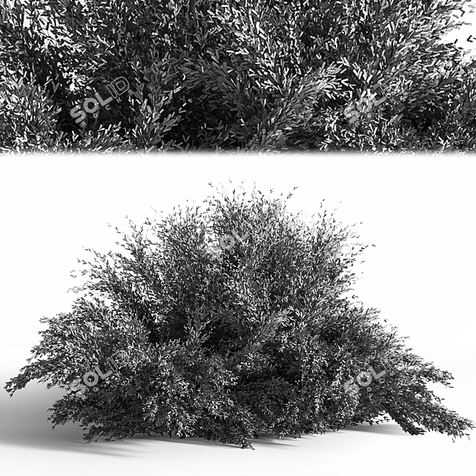 Versatile Bush_01: 2015 Preview, Vray/Corona, Centimeters 3D model image 4