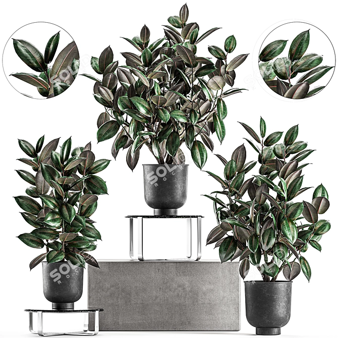 Exotic Ficus Plant Collection in Stylish Vig Planters 3D model image 1