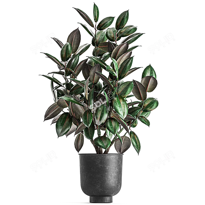 Exotic Ficus Plant Collection in Stylish Vig Planters 3D model image 3