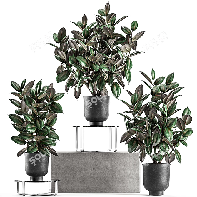 Exotic Ficus Plant Collection in Stylish Vig Planters 3D model image 4