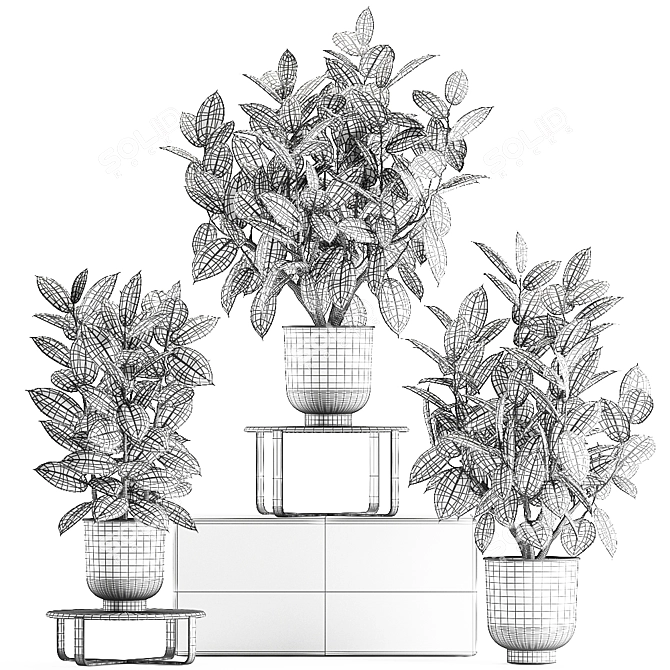 Exotic Ficus Plant Collection in Stylish Vig Planters 3D model image 5