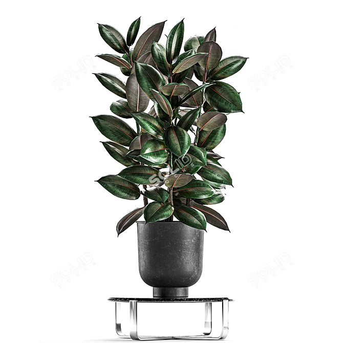 Exotic Ficus Plant Collection in Stylish Vig Planters 3D model image 6