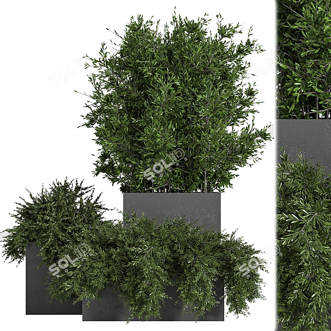 Concrete Box Outdoor Plant Tree 3D model image 2