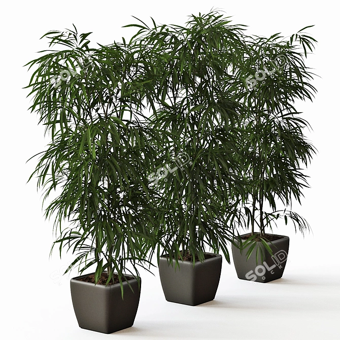 Elegant Trio of Ficus Alii 3D model image 3