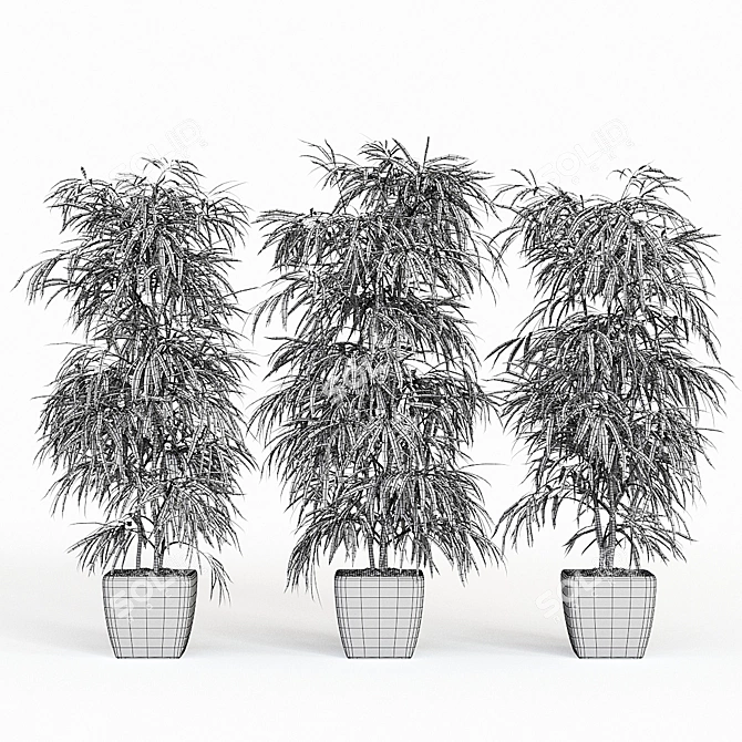 Elegant Trio of Ficus Alii 3D model image 4