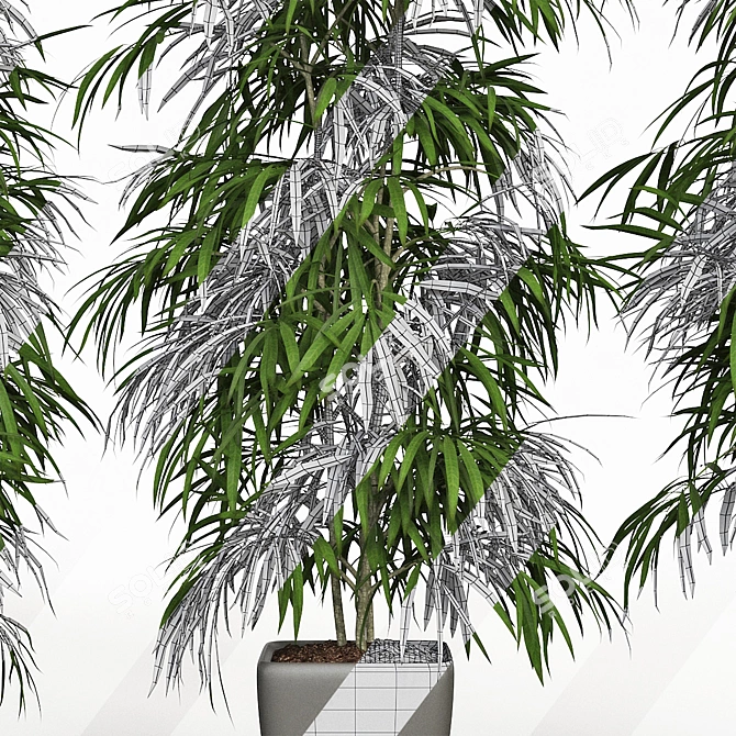 Elegant Trio of Ficus Alii 3D model image 5