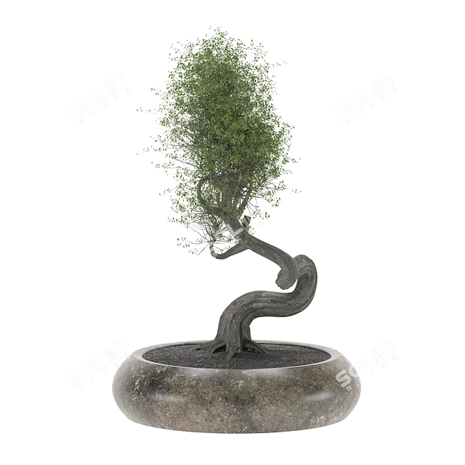 2015 Bonsai Tree Sculpture 3D model image 1