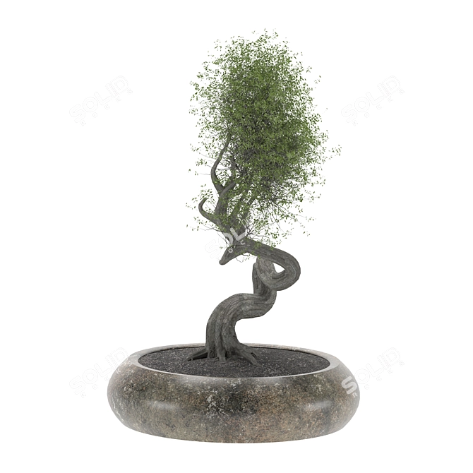 2015 Bonsai Tree Sculpture 3D model image 2
