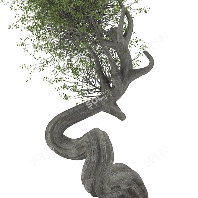 2015 Bonsai Tree Sculpture 3D model image 3