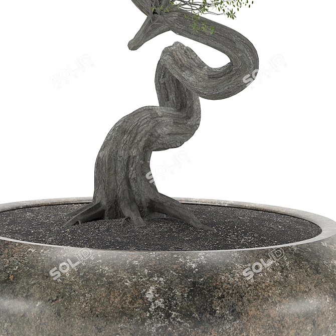 2015 Bonsai Tree Sculpture 3D model image 4
