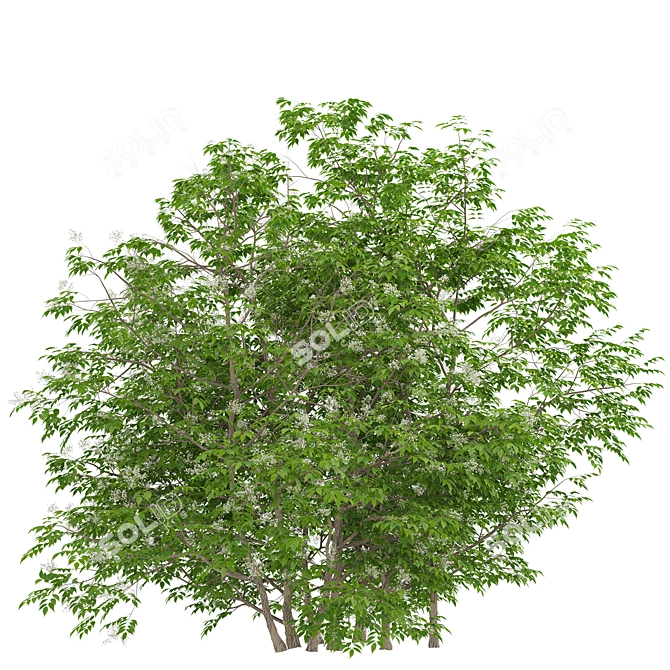 Elder Gewone Vlier: Set of 2 Sambucus Nigra Trees 3D model image 1