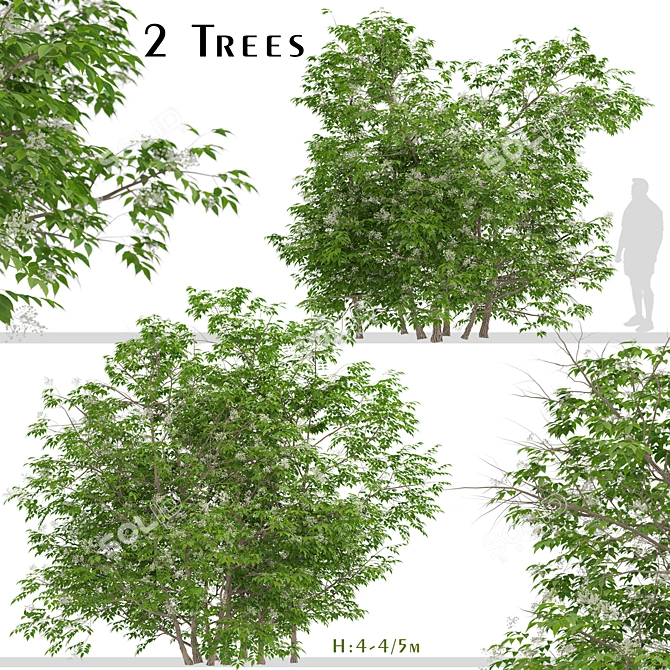 Elder Gewone Vlier: Set of 2 Sambucus Nigra Trees 3D model image 2