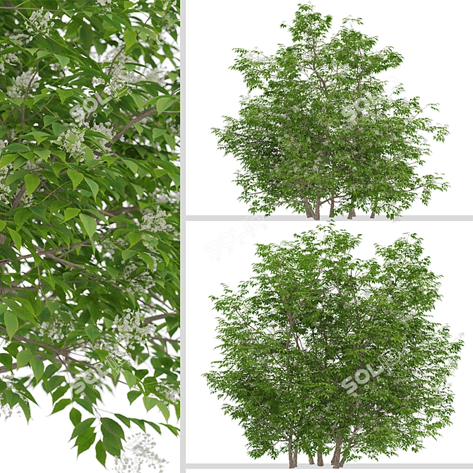 Elder Gewone Vlier: Set of 2 Sambucus Nigra Trees 3D model image 4