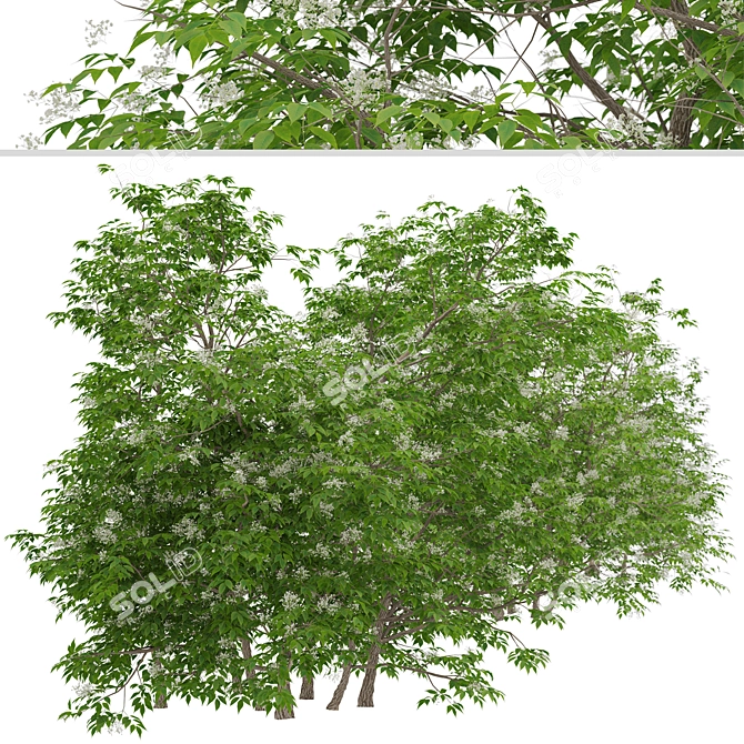 Elder Gewone Vlier: Set of 2 Sambucus Nigra Trees 3D model image 5