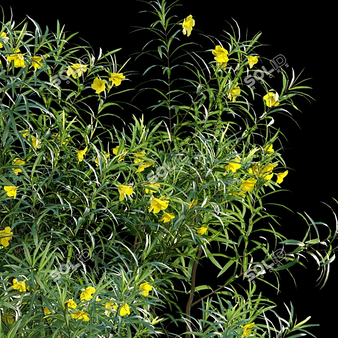 3D Model Collection - Thevetia Peruviana 3D model image 2