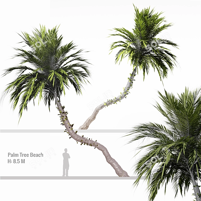 Tropical Paradise Palm Tree 3D model image 1