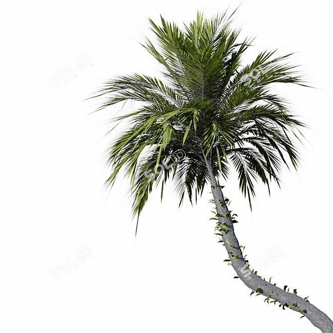 Tropical Paradise Palm Tree 3D model image 2