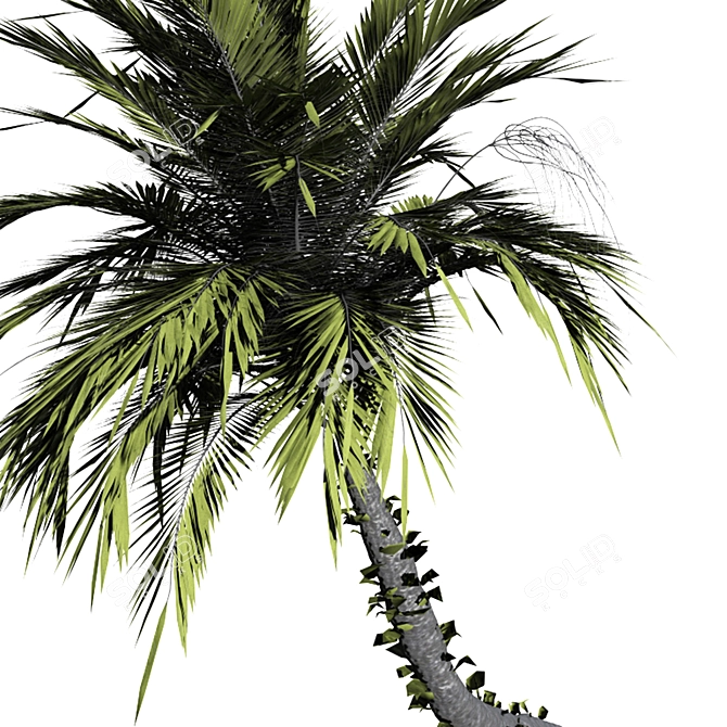 Tropical Paradise Palm Tree 3D model image 3