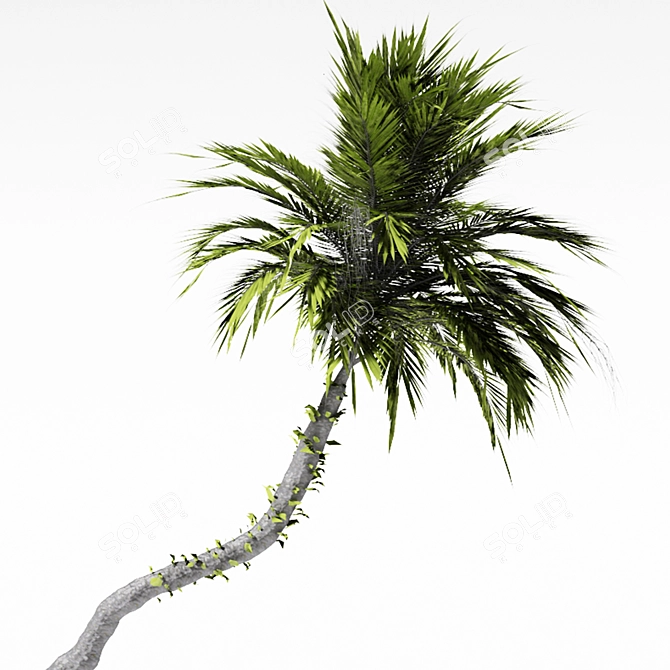 Tropical Paradise Palm Tree 3D model image 4