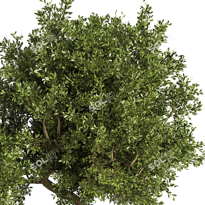 Large Outdoor Tree Plant 01 3D model image 3