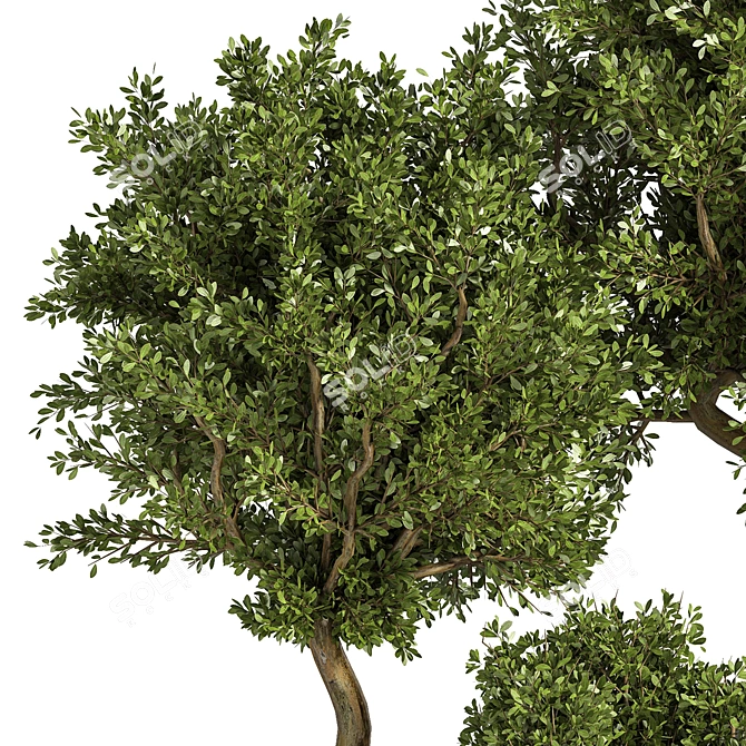 Large Outdoor Tree Plant 01 3D model image 4