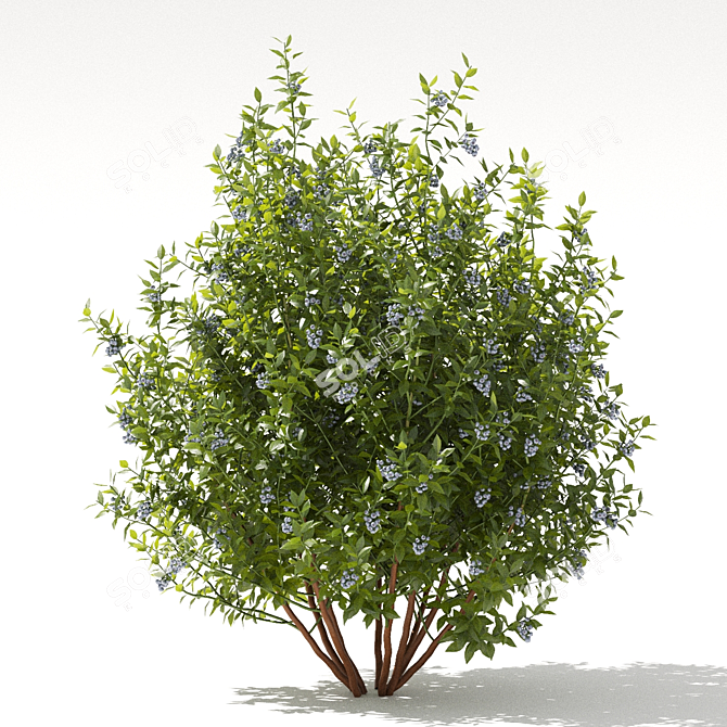 Blueberry Bushes - High Poly 3D Models 3D model image 3